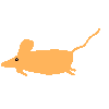 カラフルラット