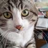 サバトラねこ