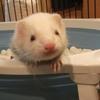 もちの実