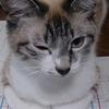 夢雨眠
