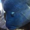 sagittarius12