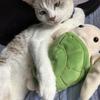 ざおにゃんこ
