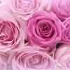 pink heart