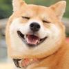 まりこ犬