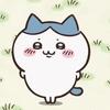 chiikawa_hachi