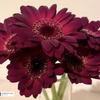 reem1126960