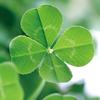 Angel Voice 瑛美
