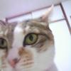 猫SE