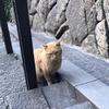 トロピカリーナ