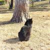 猪猪侠0925