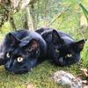 黒猫クーちゃん