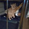 きなこ1230
