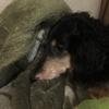 犬好き警備員五十六