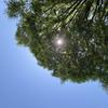 trees_design