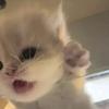 猫である吾輩