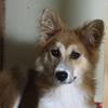 美音亜ポリフェノール