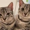 やきねこ