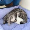 。なんか踊る人。