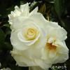 Masako_