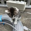 電気の子