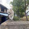 こいさん_
