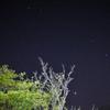 tigerslife1985