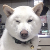 アダチ_