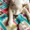 かなと 猫