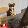kinokocat