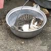 ひやっこ