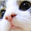 セフィラ