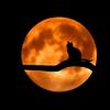 cathand_9