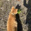 Ilovecat442