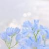 momo_flower1103