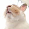 うさぎのむぅむぅ