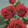 Rose color
