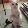 ハクチョビ