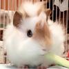 成歩堂おいなり