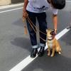 ドッグトレーニングみかん