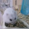 リュウエン