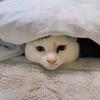 みやこう825