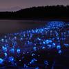 ホタルイカハンター