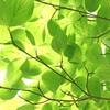 Nature love