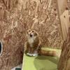 かわーぐち