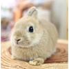 うさぎ20221022