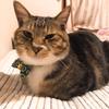 猫次郎