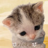 kazuki_rioka