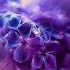 Blue purple Rise