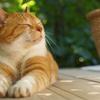 あさのねこ