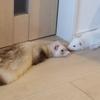 ねこにゃー